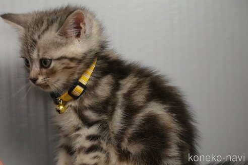 成約済の埼玉県のアメリカンショートヘア-114915の4枚目