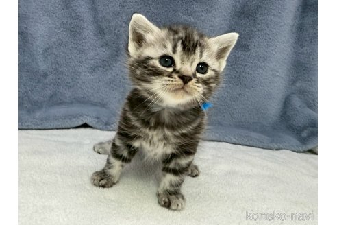 販売中の千葉県のアメリカンショートヘア-115128の6枚目