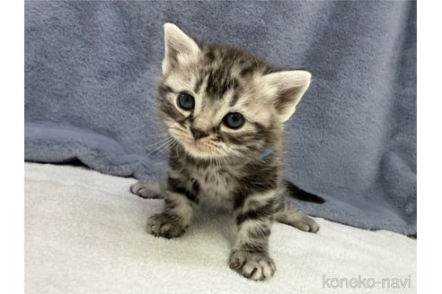 販売中の千葉県のアメリカンショートヘア-115128の4枚目
