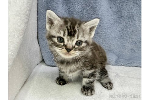 販売中の千葉県のアメリカンショートヘア-115126の8枚目