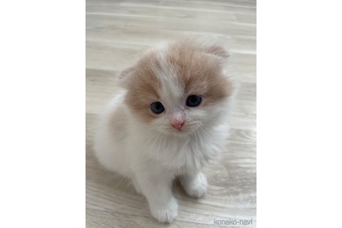 販売中の愛知県のスコティッシュフォールド(折れ耳)-115731の11枚目
