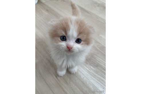 販売中の愛知県のスコティッシュフォールド(折れ耳)-115731の8枚目