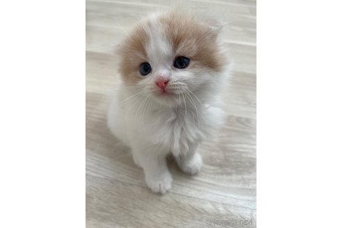 販売中の愛知県のスコティッシュフォールド(折れ耳)-115731の6枚目