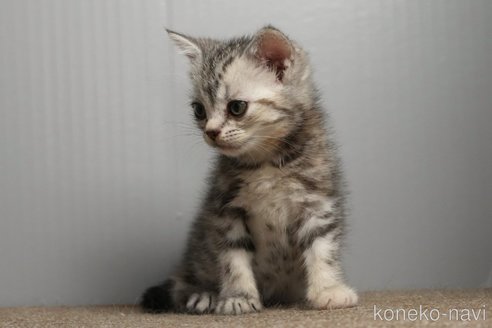 販売中の埼玉県のアメリカンショートヘア-114560の16枚目