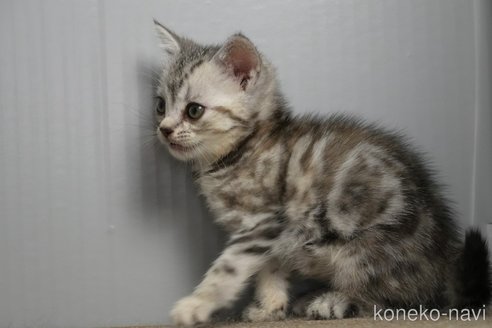 販売中の埼玉県のアメリカンショートヘア-114560の15枚目