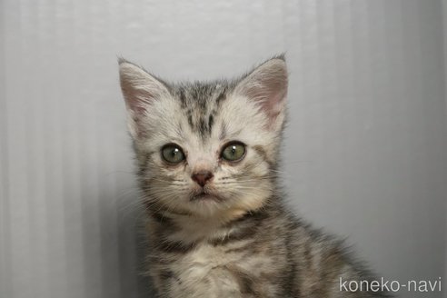 販売中の埼玉県のアメリカンショートヘア-114560の14枚目