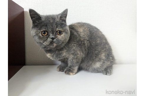 ナウシカちゃん1枚目
