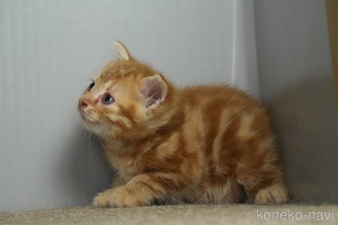 販売中の埼玉県のアメリカンショートヘア-115736の7枚目