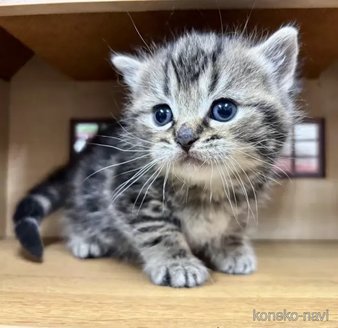 商談中の静岡県のマンチカン-115734の2枚目