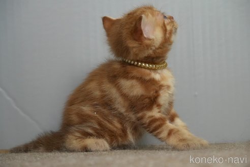 販売中の埼玉県のアメリカンショートヘア-115742の7枚目