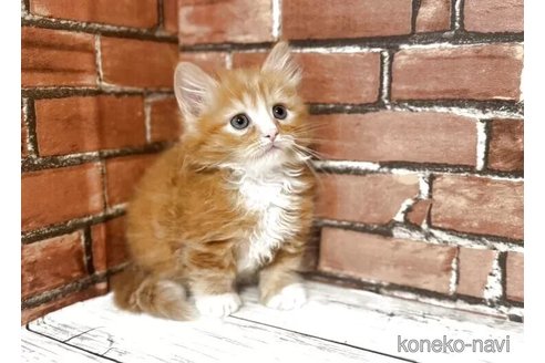 販売中の大阪府のマンチカン(短足)-115745の2枚目