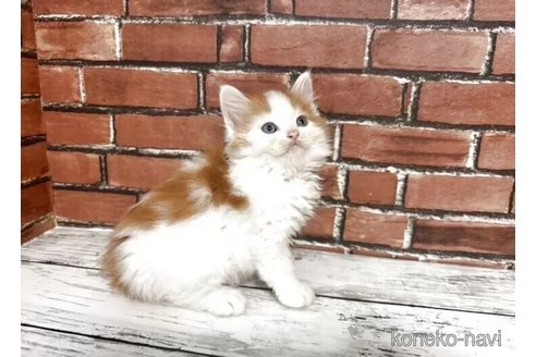 販売中の大阪府のマンチカン-115746の3枚目