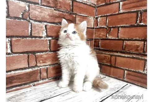販売中の大阪府のマンチカン-115746の2枚目