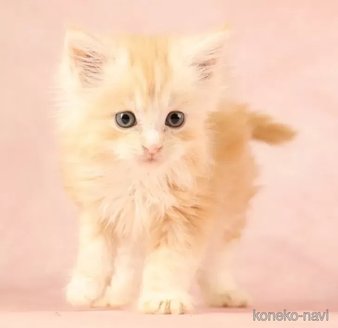 成約済の東京都のメインクーン-115747の4枚目