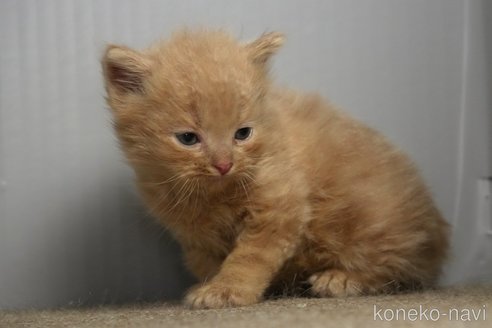 販売中の埼玉県のアメリカンショートヘア-115749の7枚目