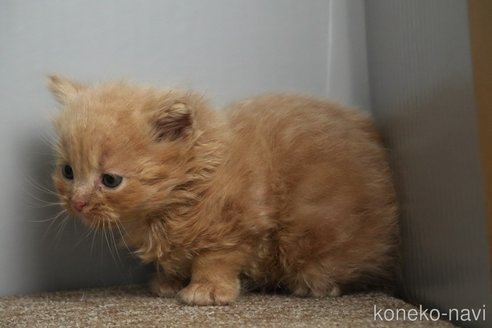 販売中の埼玉県のアメリカンショートヘア-115749の2枚目