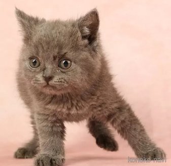 成約済の東京都のブリティッシュショートヘア-115750の3枚目