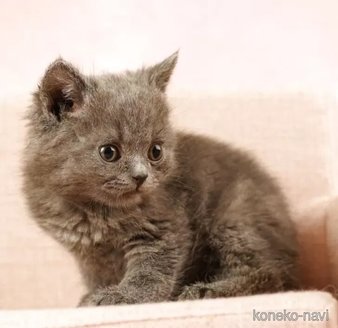 成約済の東京都のブリティッシュショートヘア-115750の6枚目