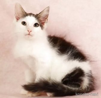 販売中の東京都のノルウェージャンフォレストキャット-115753の3枚目