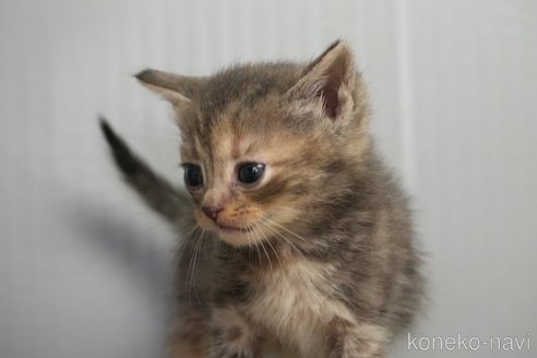 販売中の埼玉県のアメリカンショートヘア-115756の5枚目