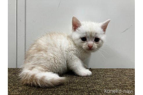 販売中の愛知県のアメリカンショートヘア-115754の7枚目