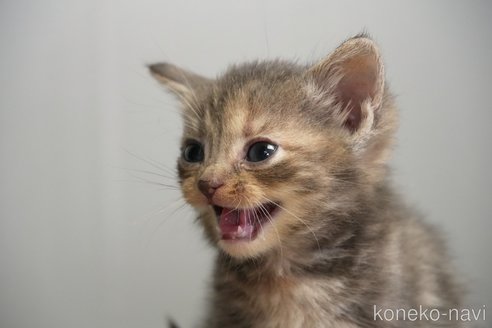 販売中の埼玉県のアメリカンショートヘア-115756の3枚目
