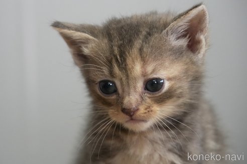 販売中の埼玉県のアメリカンショートヘア-115756の2枚目