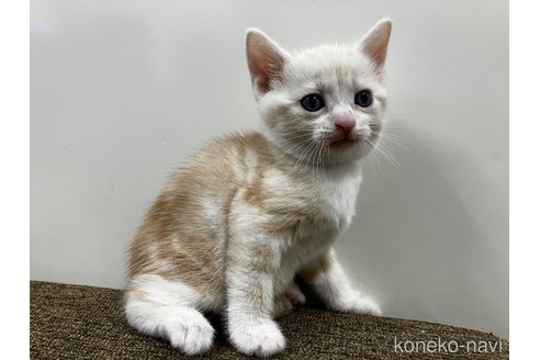 販売中の愛知県のアメリカンショートヘア-115755の5枚目