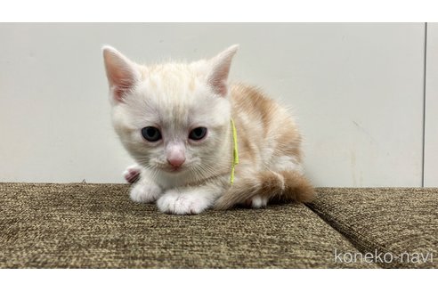 販売中の愛知県のアメリカンショートヘア-115755の6枚目