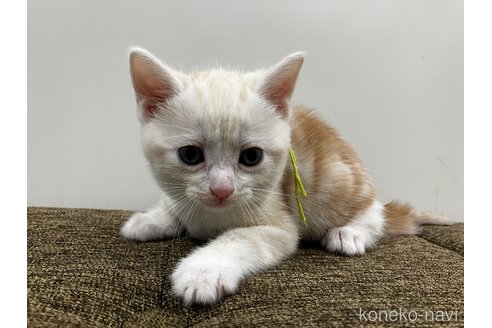 販売中の愛知県のアメリカンショートヘア-115755の3枚目