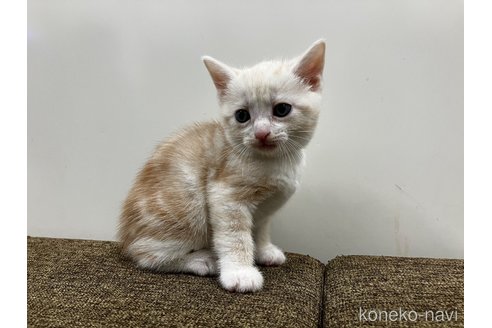 販売中の愛知県のアメリカンショートヘア-115755の4枚目