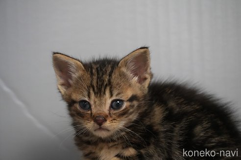 販売中の埼玉県のアメリカンショートヘア-115762の2枚目