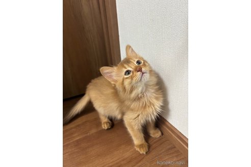 商談中の京都府のソマリ-114741の2枚目