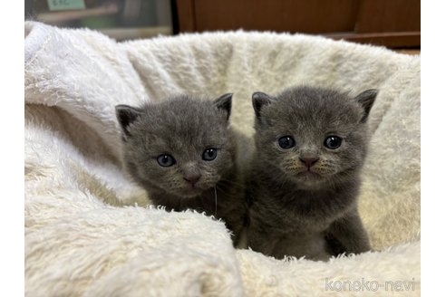 販売中の千葉県のブリティッシュショートヘア-115867の2枚目