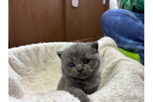 販売中の千葉県のブリティッシュショートヘア-115867の3枚目