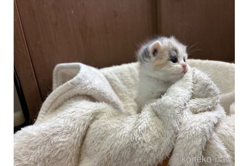 販売中の千葉県のブリティッシュショートヘア-115866の3枚目