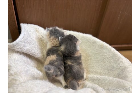 販売中の千葉県のブリティッシュショートヘア-115866の4枚目
