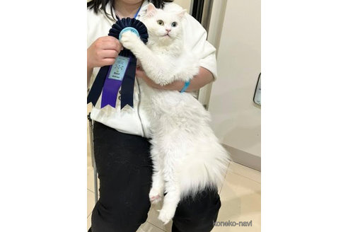 ホワイトちゃん1枚目