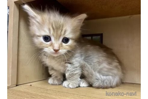 成約済の静岡県のマンチカン-115775の6枚目