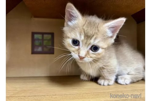 成約済の静岡県のマンチカン-115776の4枚目