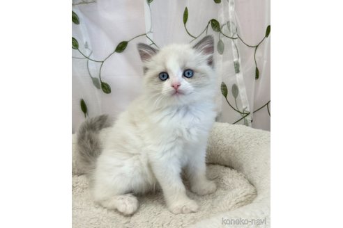販売中の広島県のラグドール-113786の3枚目