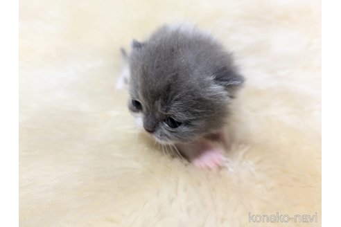 販売中の大阪府のミヌエット-115791の8枚目