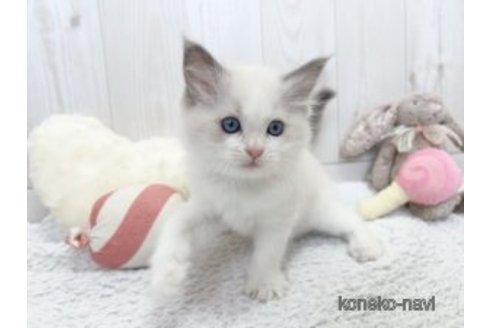 販売中の大阪府のラグドール-115804の3枚目