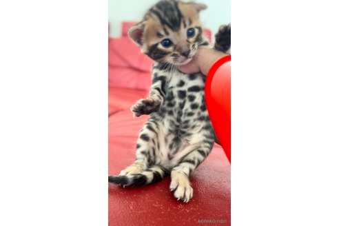 販売中の宮崎県のベンガル-115811の3枚目