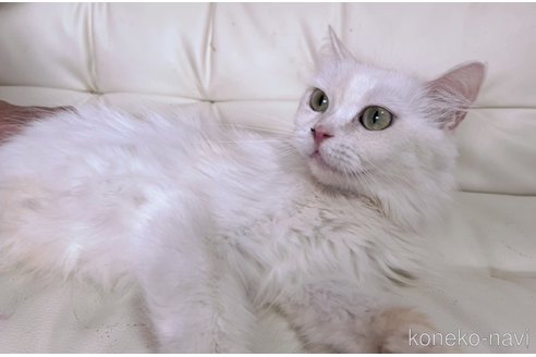 成約済の千葉県のラガマフィン-115813の3枚目