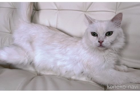 成約済の千葉県のラガマフィン-115813の2枚目