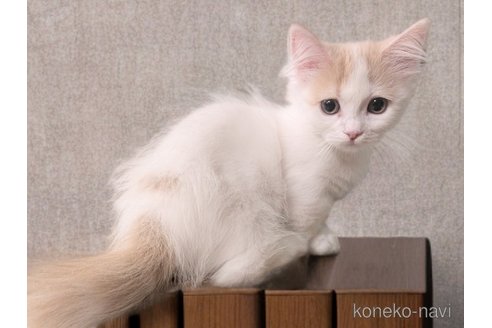 販売中の栃木県のマンチカン-115821の2枚目