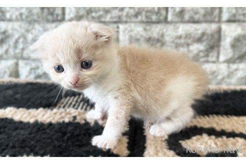 販売中の愛知県のスコティッシュフォールド-115825の6枚目