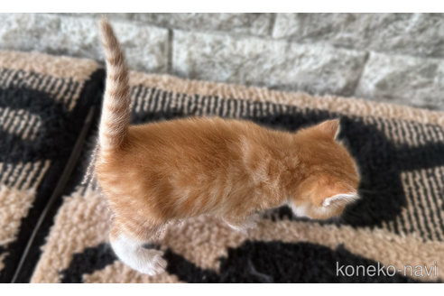 販売中の愛知県のスコティッシュフォールド-115834の4枚目
