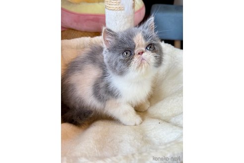 販売中の兵庫県のエキゾチックショートヘア-114424の3枚目